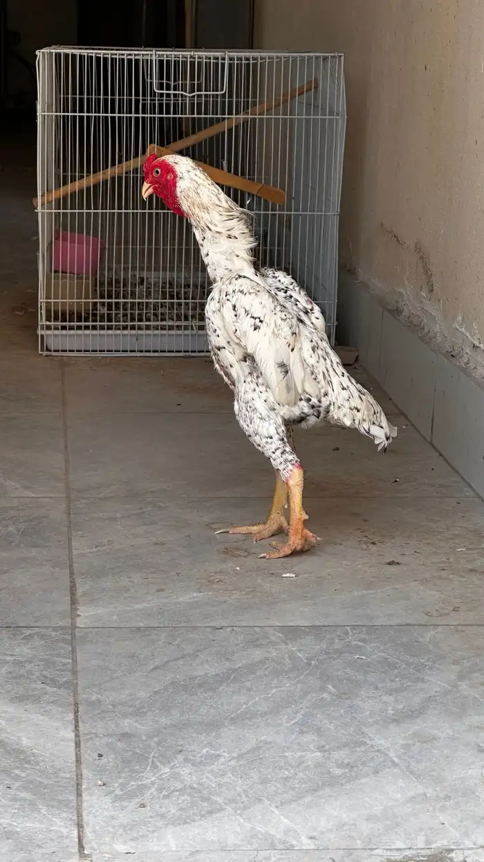 ديك قزم كوشامو ألماني 1