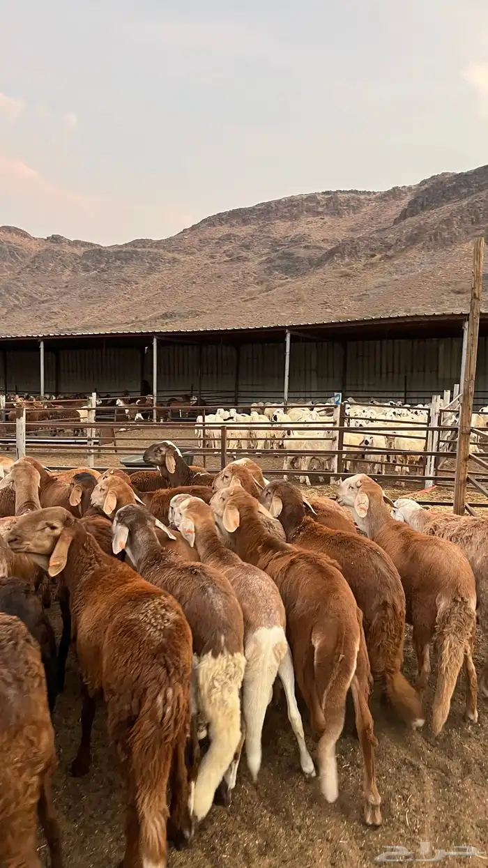 طليان سواكن حمري مرابى مناسبات زواجات ثلاجات 6