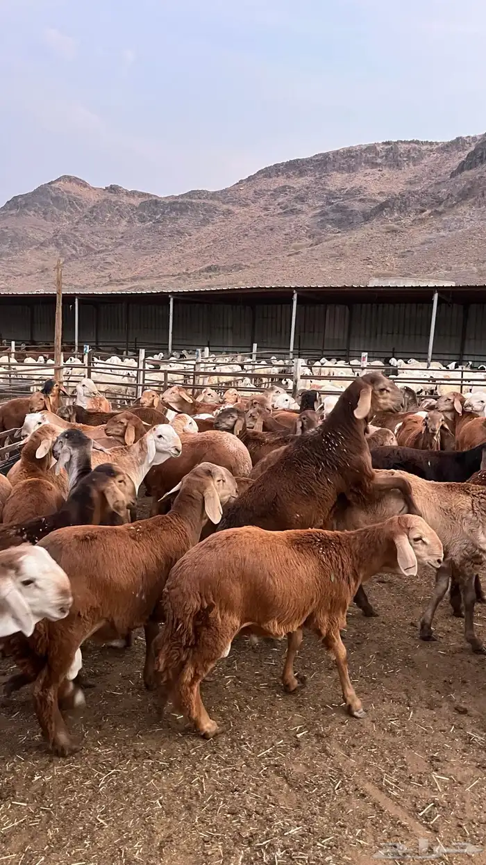 طليان سواكن حمري مرابى مناسبات زواجات ثلاجات 25