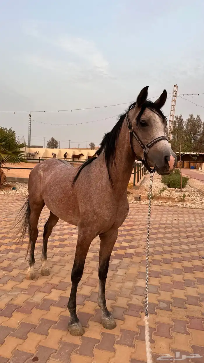 حصان واهو للبيع 3
