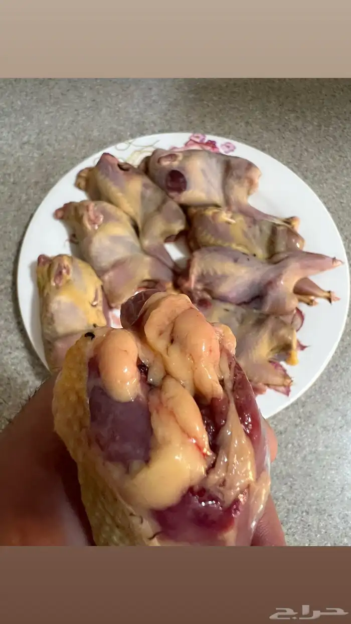 قمري نزل وسمان 2