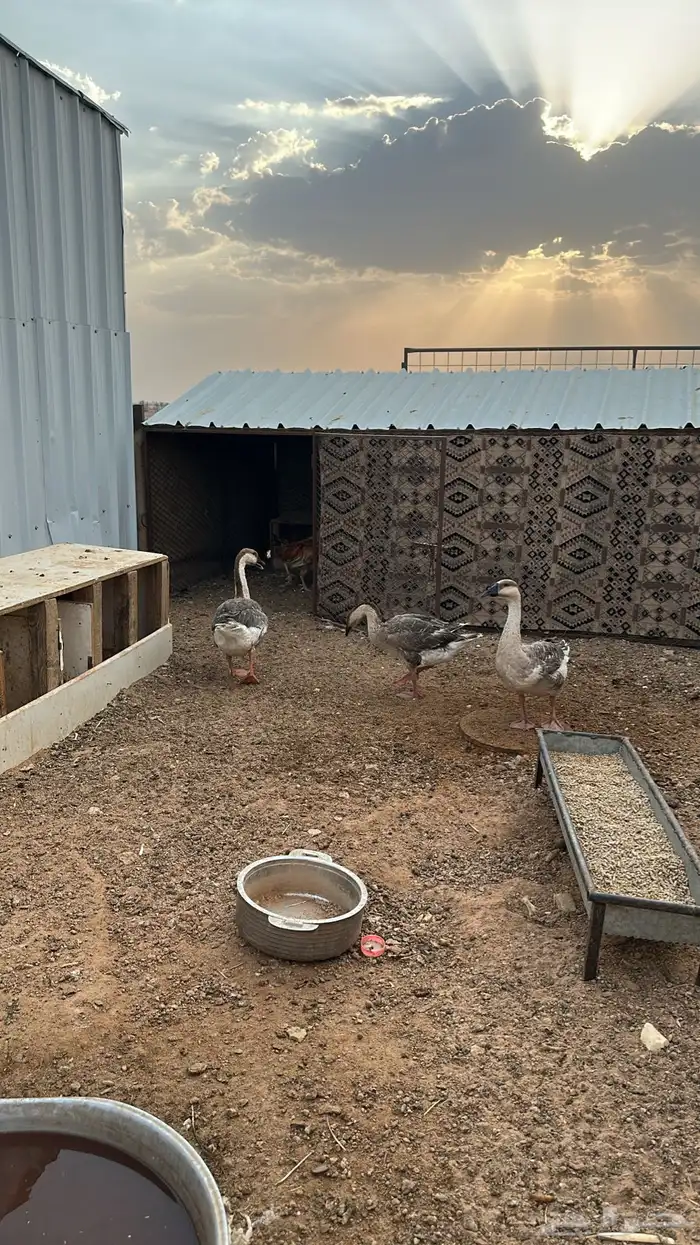 للبيع وز عراقي 1