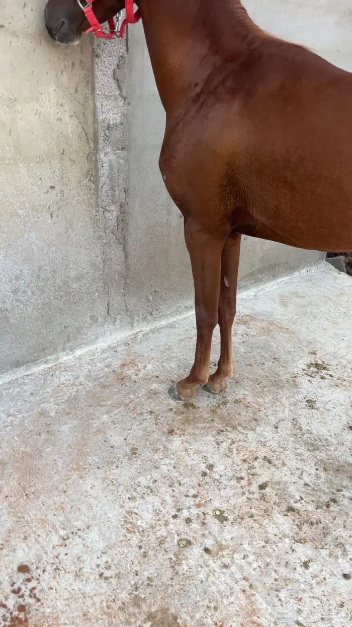 حصان شعبي جاهز للعسف 3