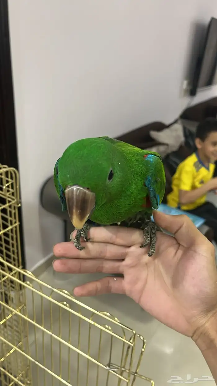 بغبغاء اكليكتوس 0