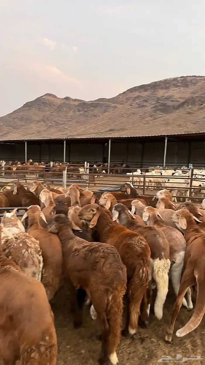 طليان سواكن حمري مرابى مناسبات زواجات ثلاجات 3