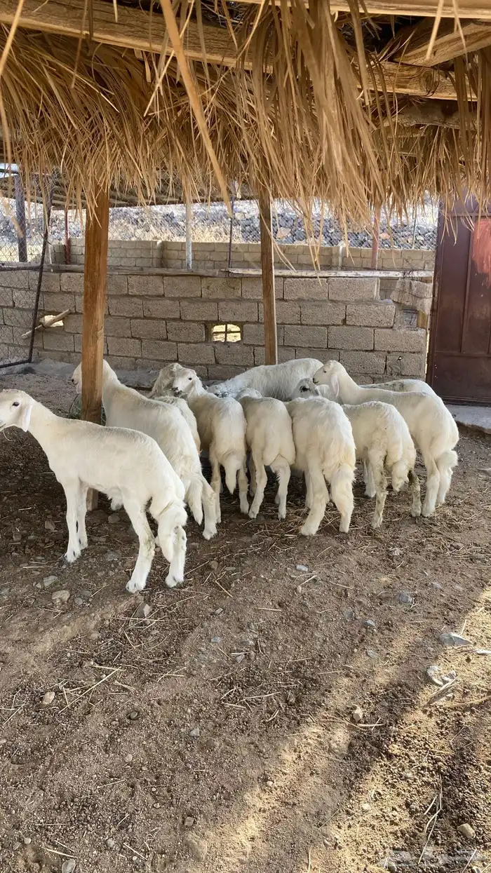 بهم كفو كله خرفان ( تم البيع ) 0