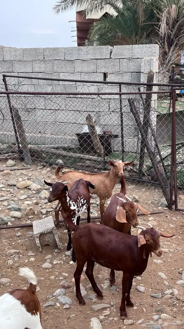 جفير للبيع 0