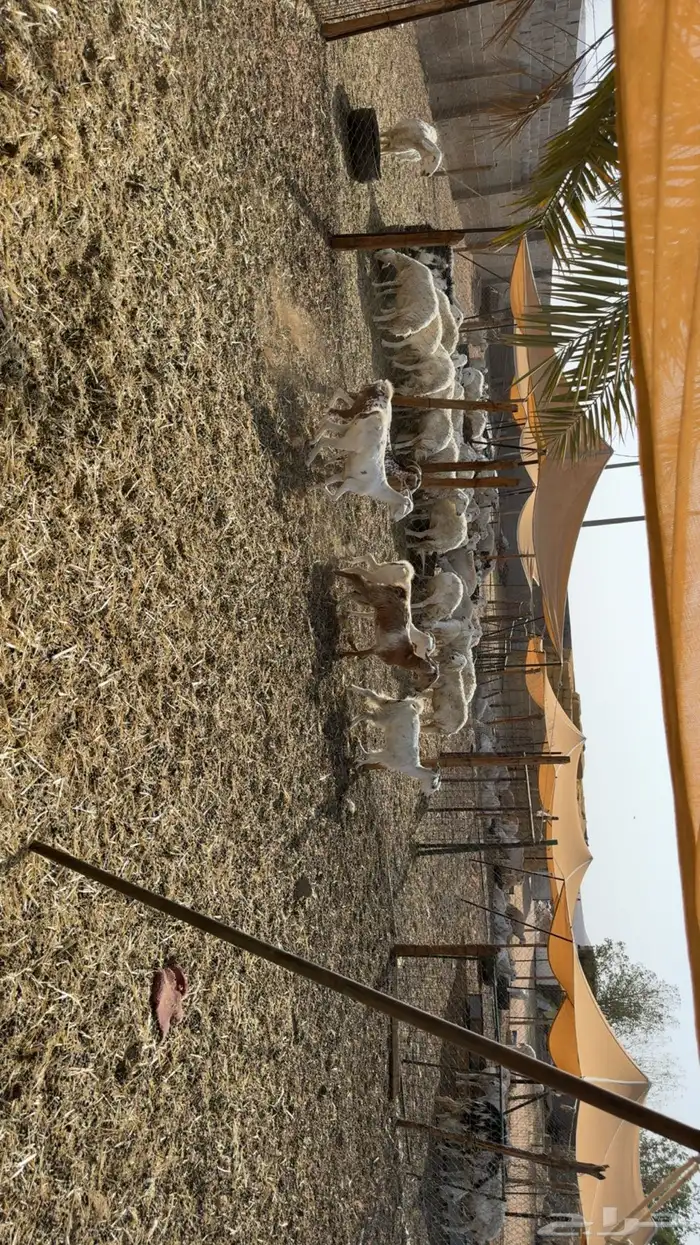 جفرات اشباب 1
