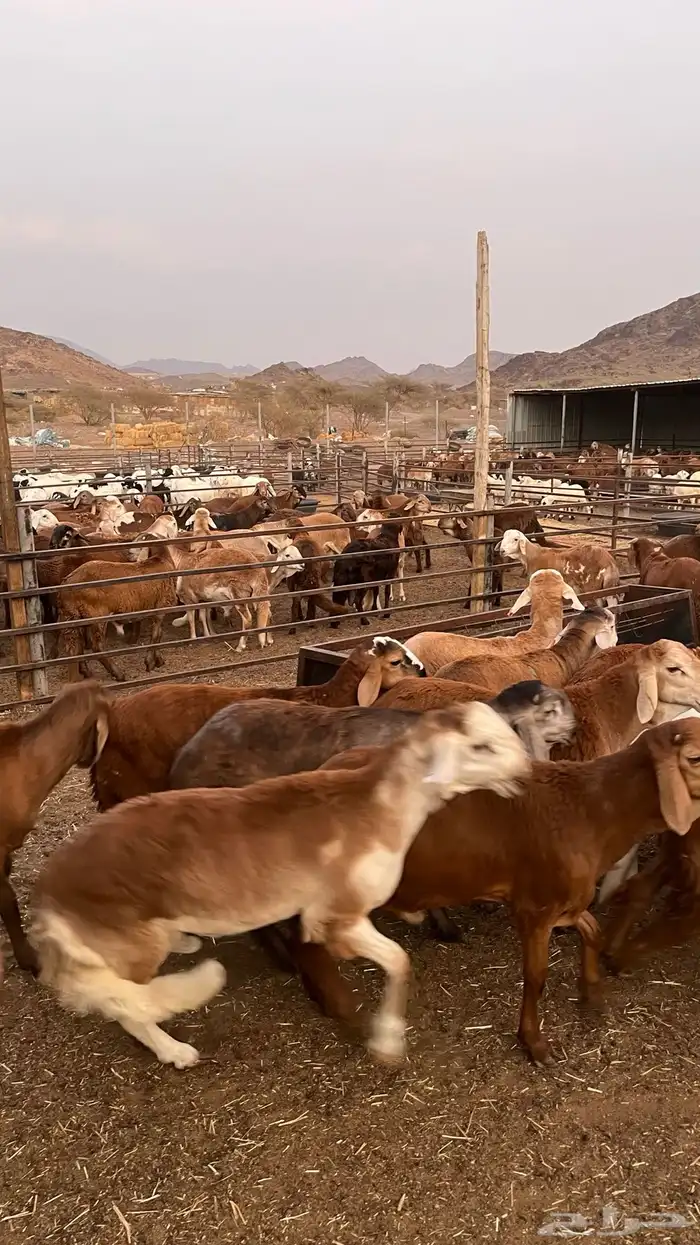 طليان سواكن حمري مرابى مناسبات زواجات ثلاجات 27