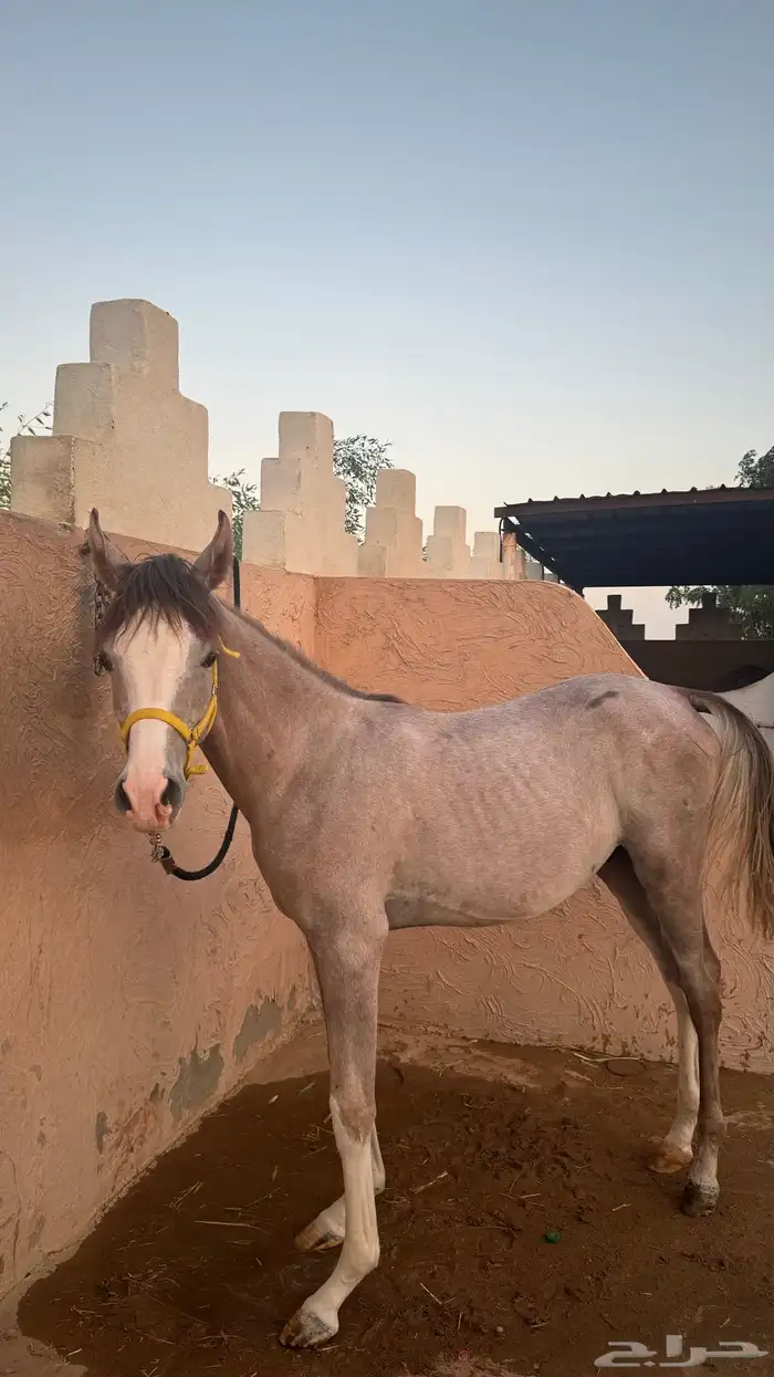 مهر شعبي 1