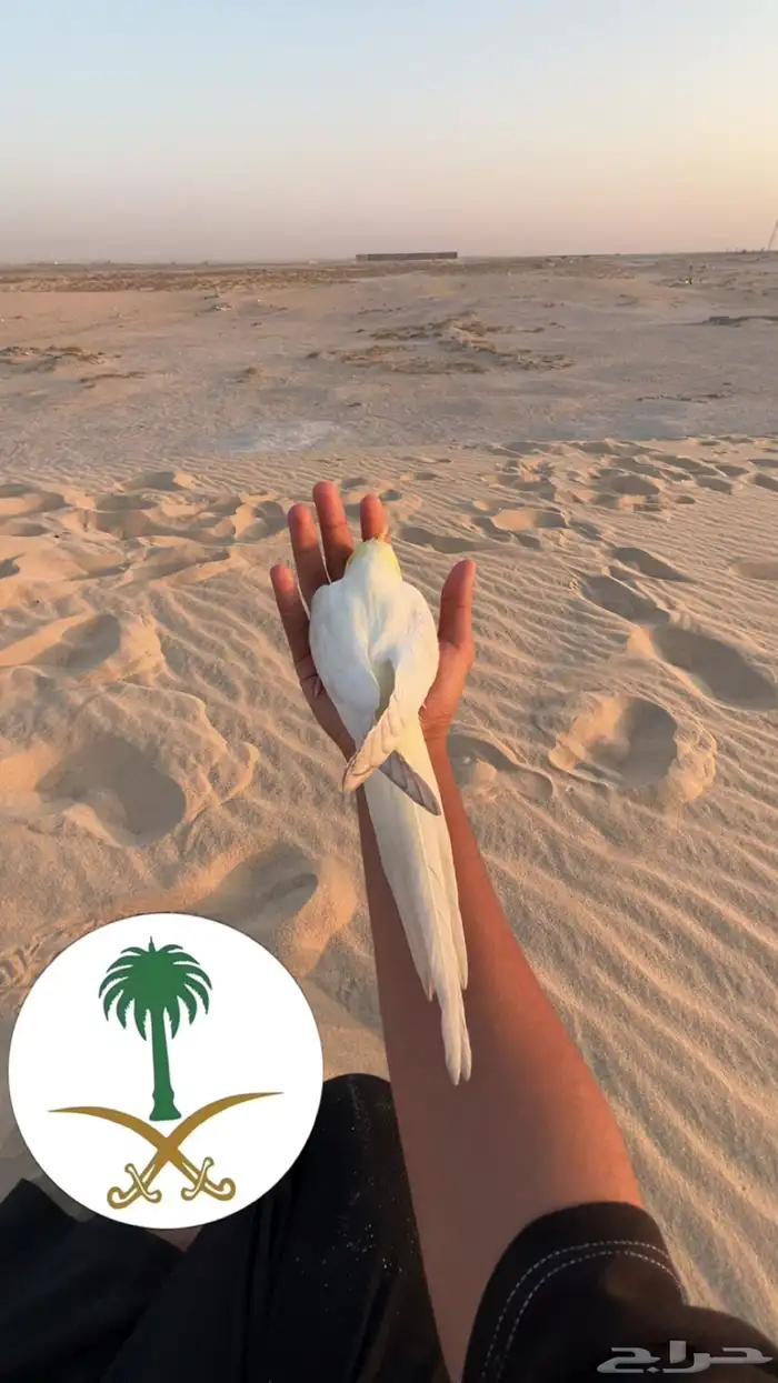 كروان اليف ذكر هدد داخلي وخارجي 29
