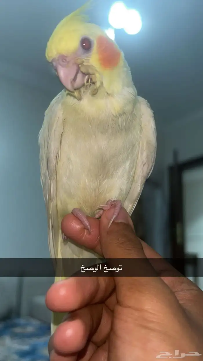 كروان اليف ذكر هدد داخلي وخارجي 10