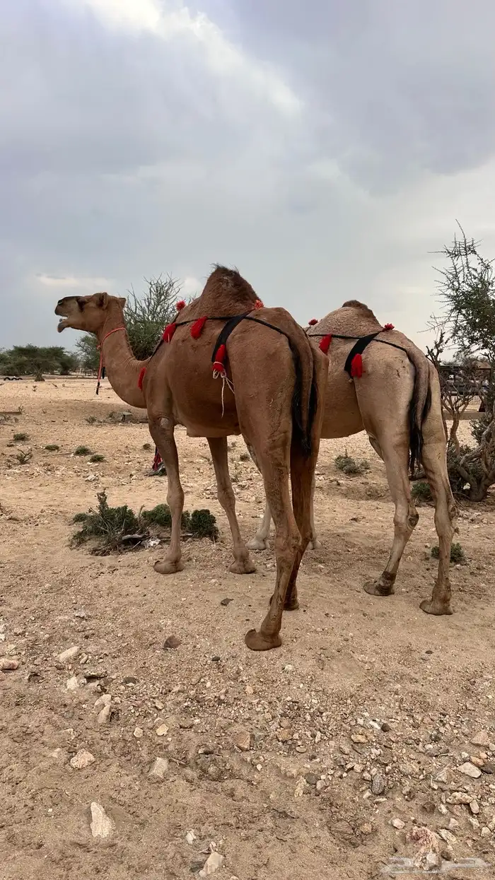 نياق عوادي 2