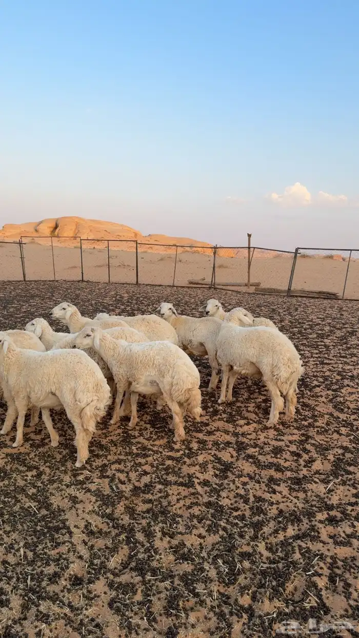 خرفان حريه 3