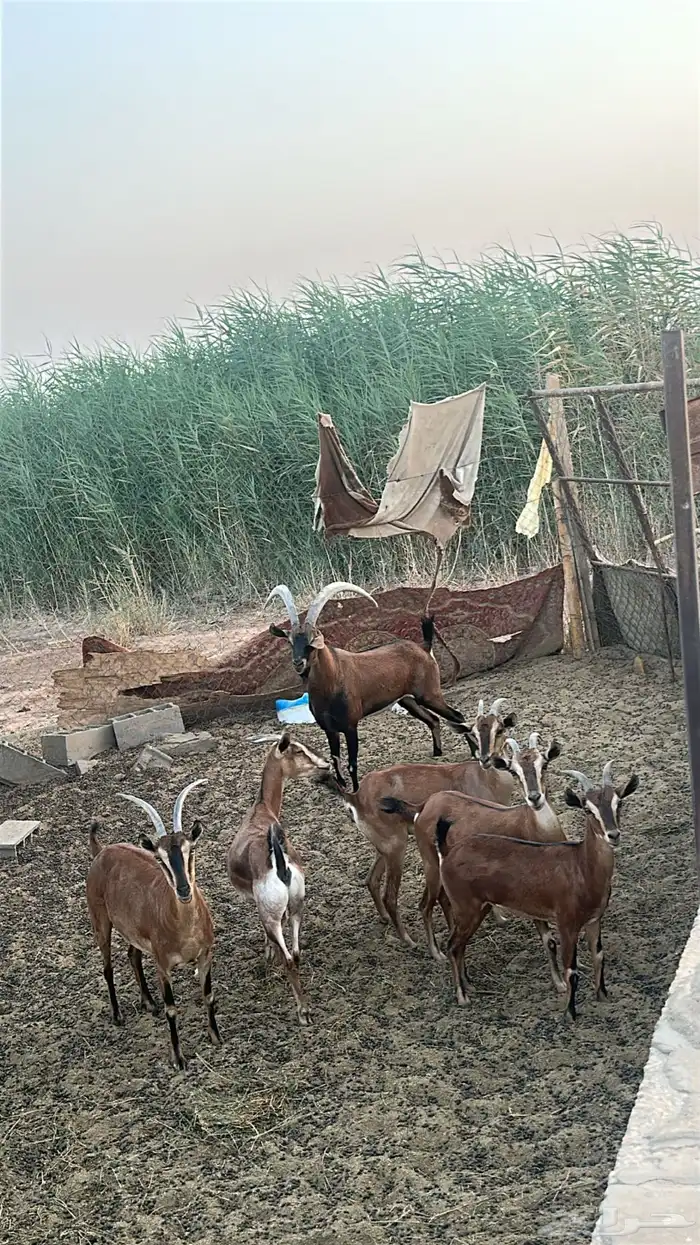 جنوبيات ولد ولد وعل و بنات عيال وعل 0