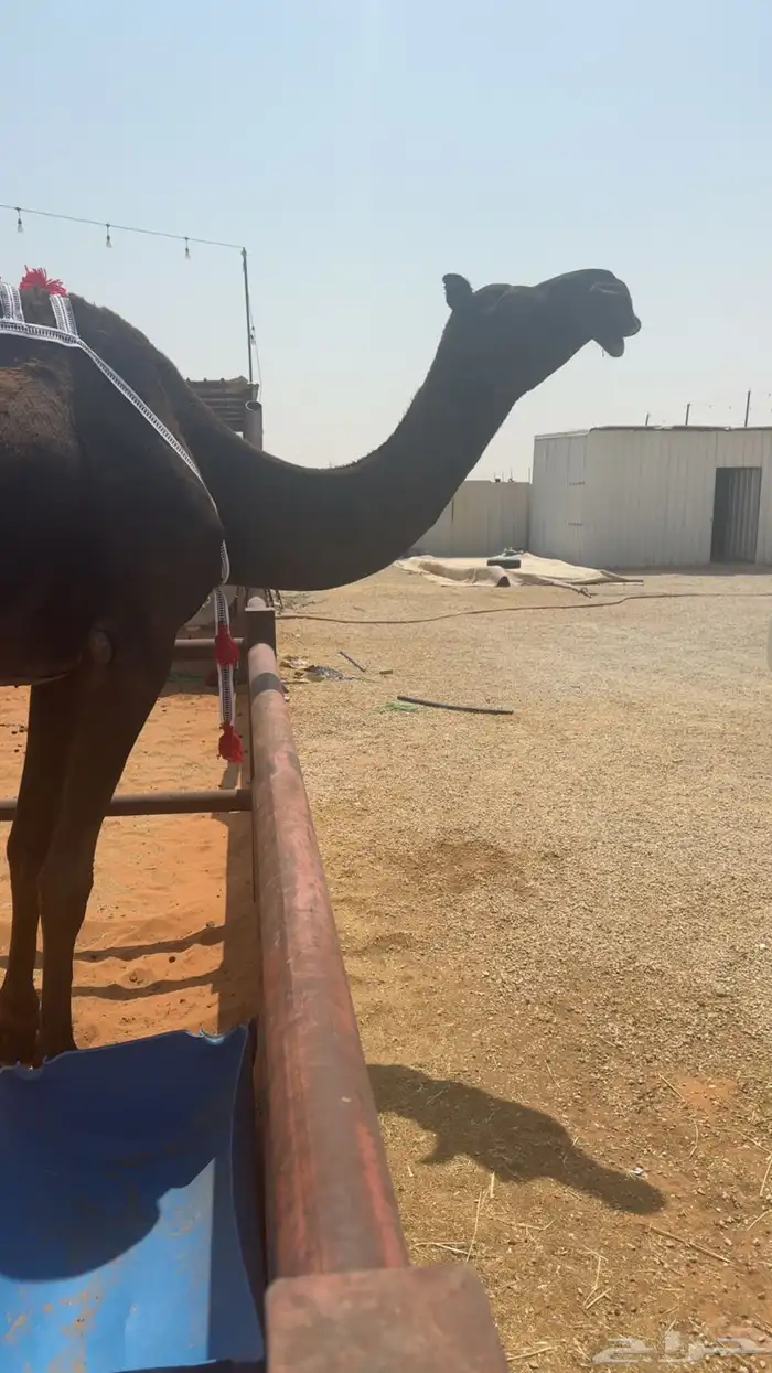 للبيع عشراء كفو تحتها بكره كفو علا بعير ابن زهيان 3