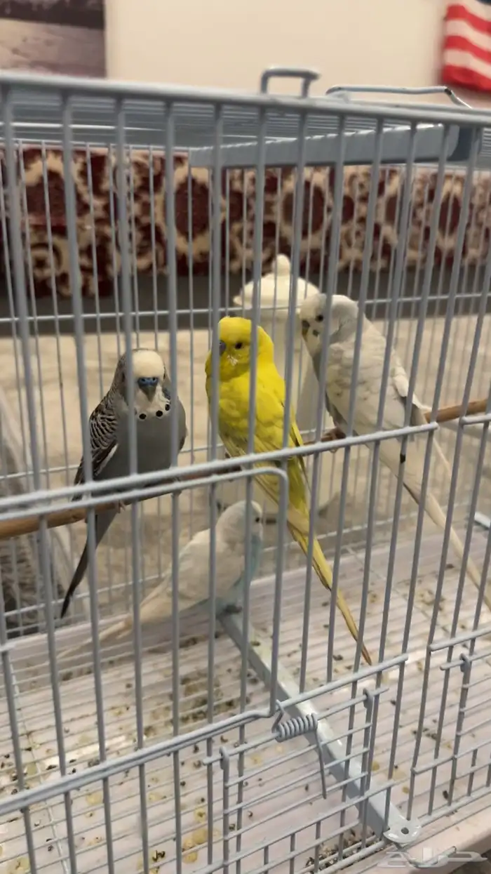 طيور حب بادجي ذكور 4 0