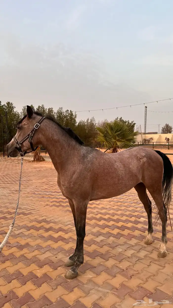حصان واهو للبيع 0