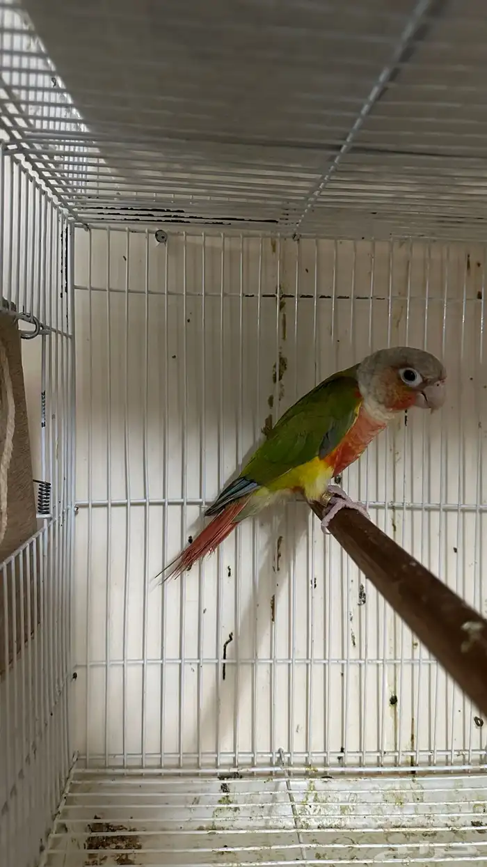 انثى كنيور 0