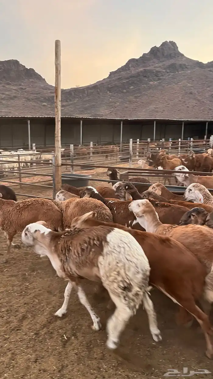 طليان سواكن حمري مرابى مناسبات زواجات ثلاجات 21