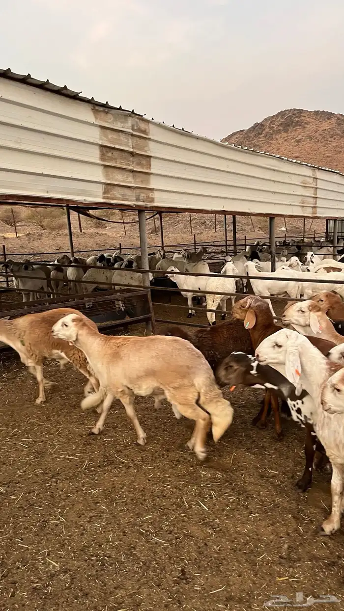 طليان سواكن حمري مرابى مناسبات زواجات ثلاجات 5