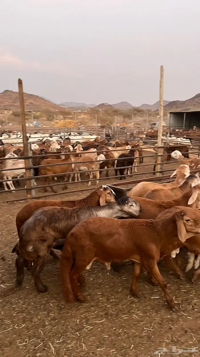 طليان سواكن حمري مرابى مناسبات زواجات ثلاجات 22