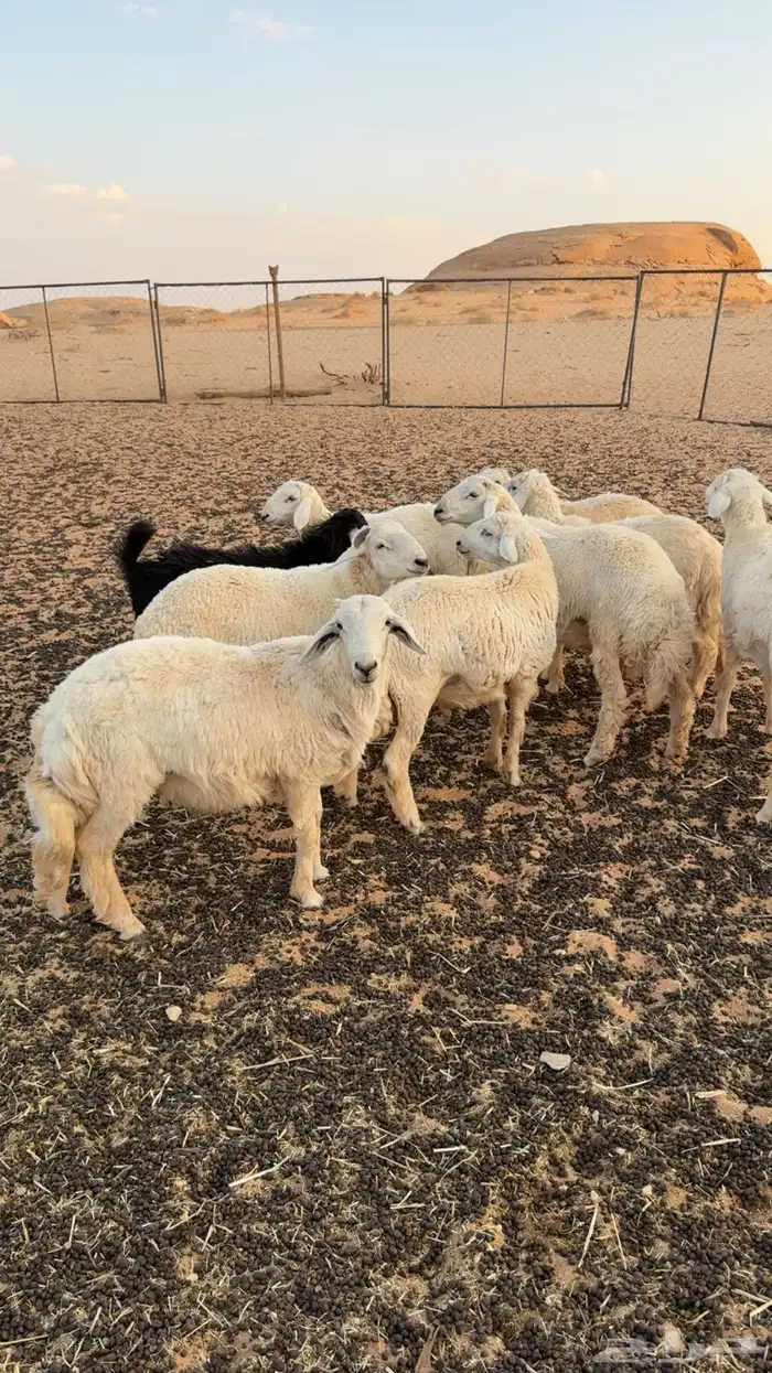 خرفان حريه 4