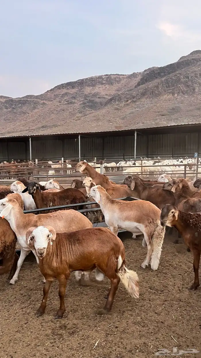 طليان سواكن حمري مرابى مناسبات زواجات ثلاجات 20