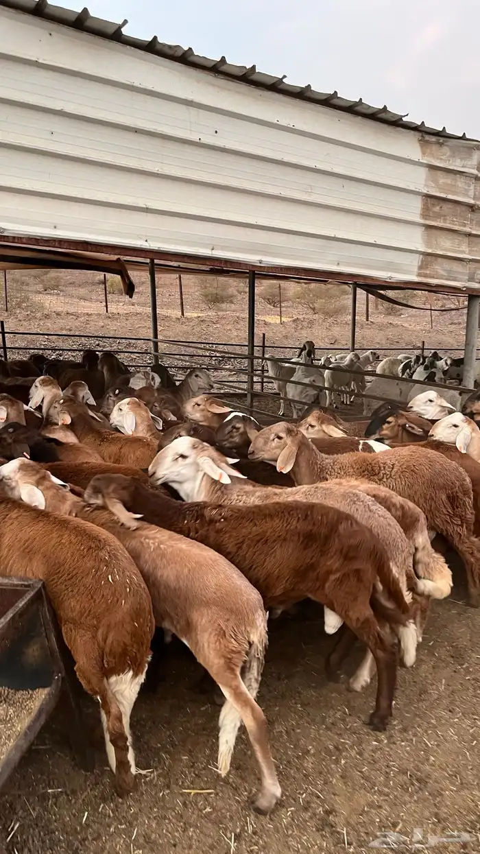 طليان سواكن حمري مرابى مناسبات زواجات ثلاجات 18