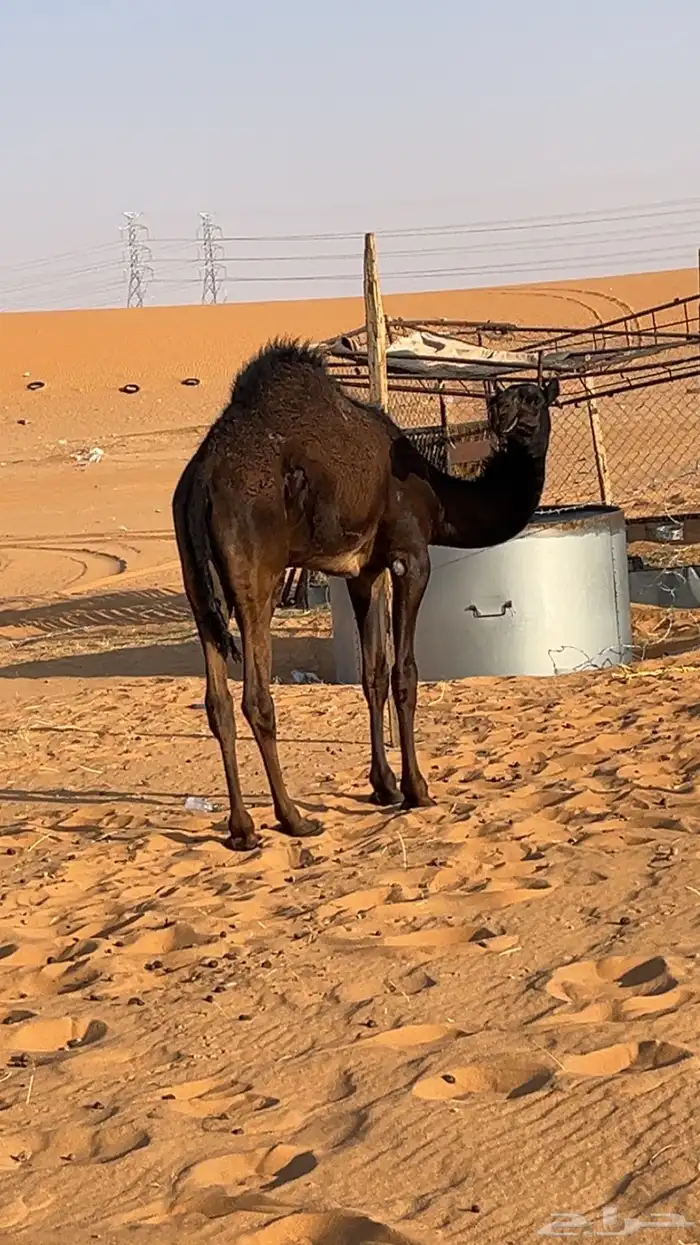قعود لباني على لبن امه 8