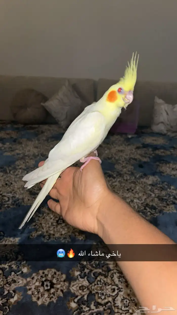 كروان اليف ذكر هدد داخلي وخارجي 9