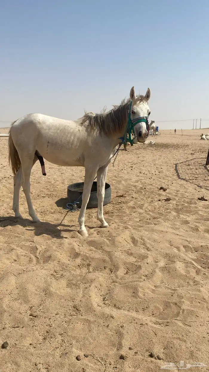 حصان شعبي مولف على الابل غي 0
