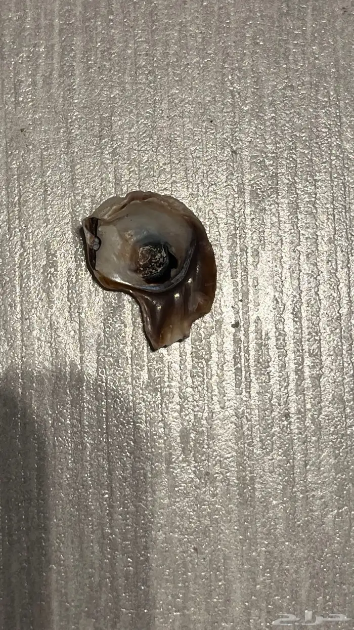 صدفة شكل جمجمة 1