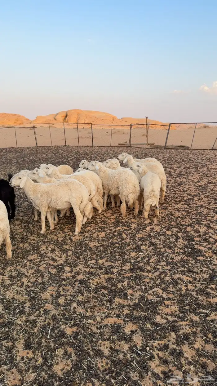 خرفان حريه 5