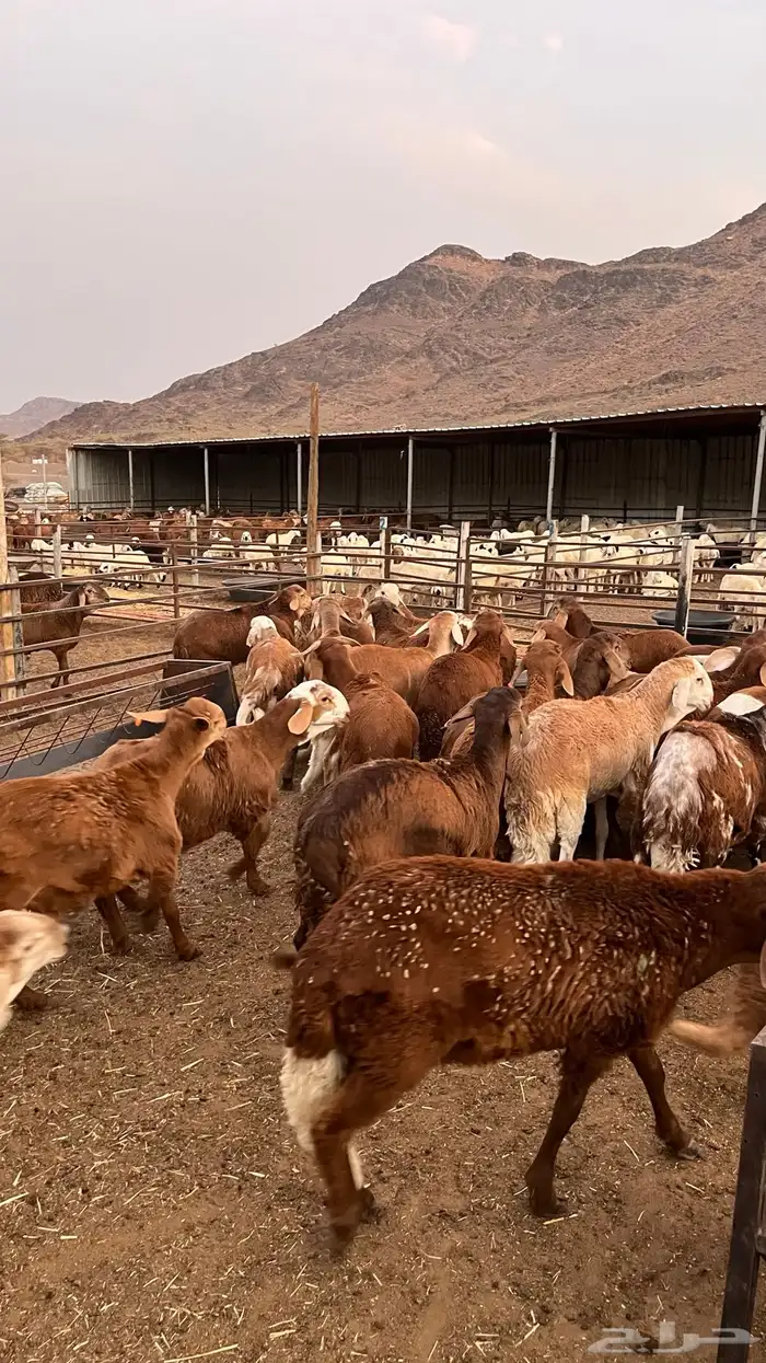 طليان سواكن حمري مرابى مناسبات زواجات ثلاجات 23