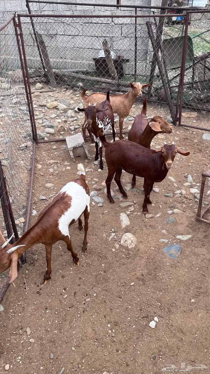 جفير للبيع 3