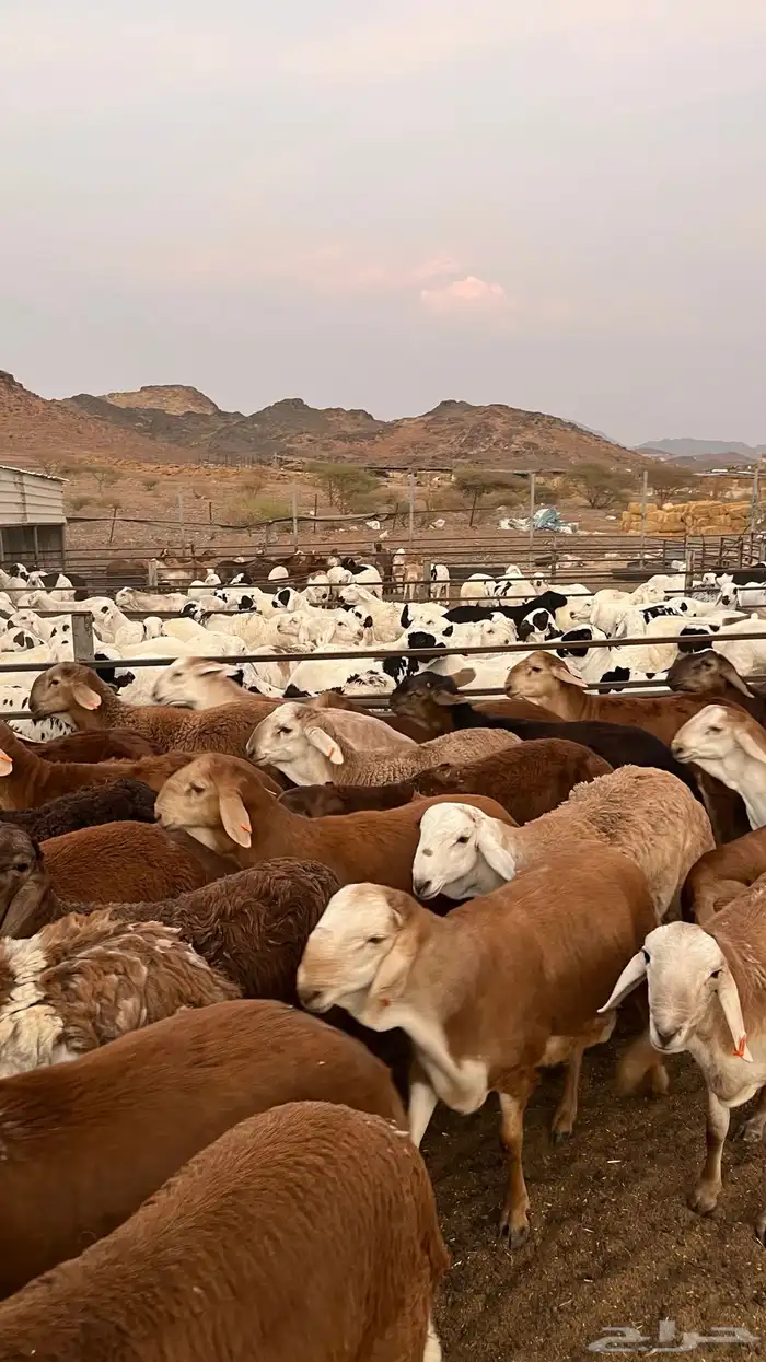 طليان سواكن حمري مرابى مناسبات زواجات ثلاجات 13