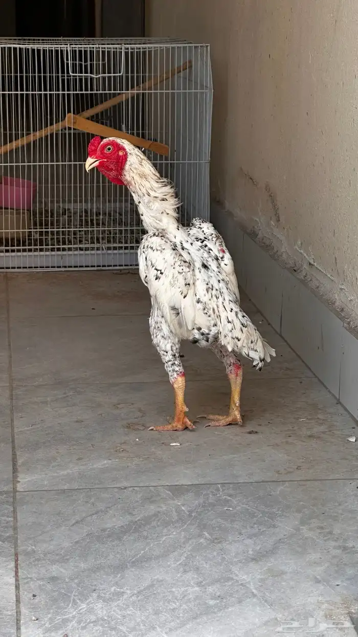 ديك قزم كوشامو ألماني 0