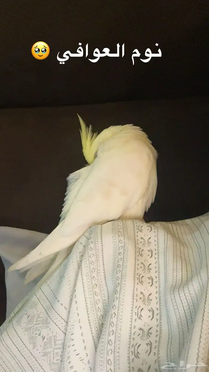 طير مفقود الدمام حي احد عليه حجل اقسم بالله على قلبي والله 0