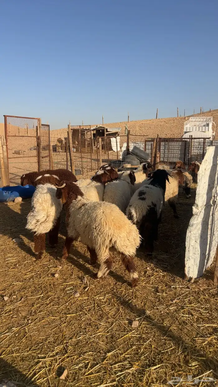 ذبايح ذبيحه نعيم هرفي جبر نعيمي وسط حري هرافي حريات لباني 8