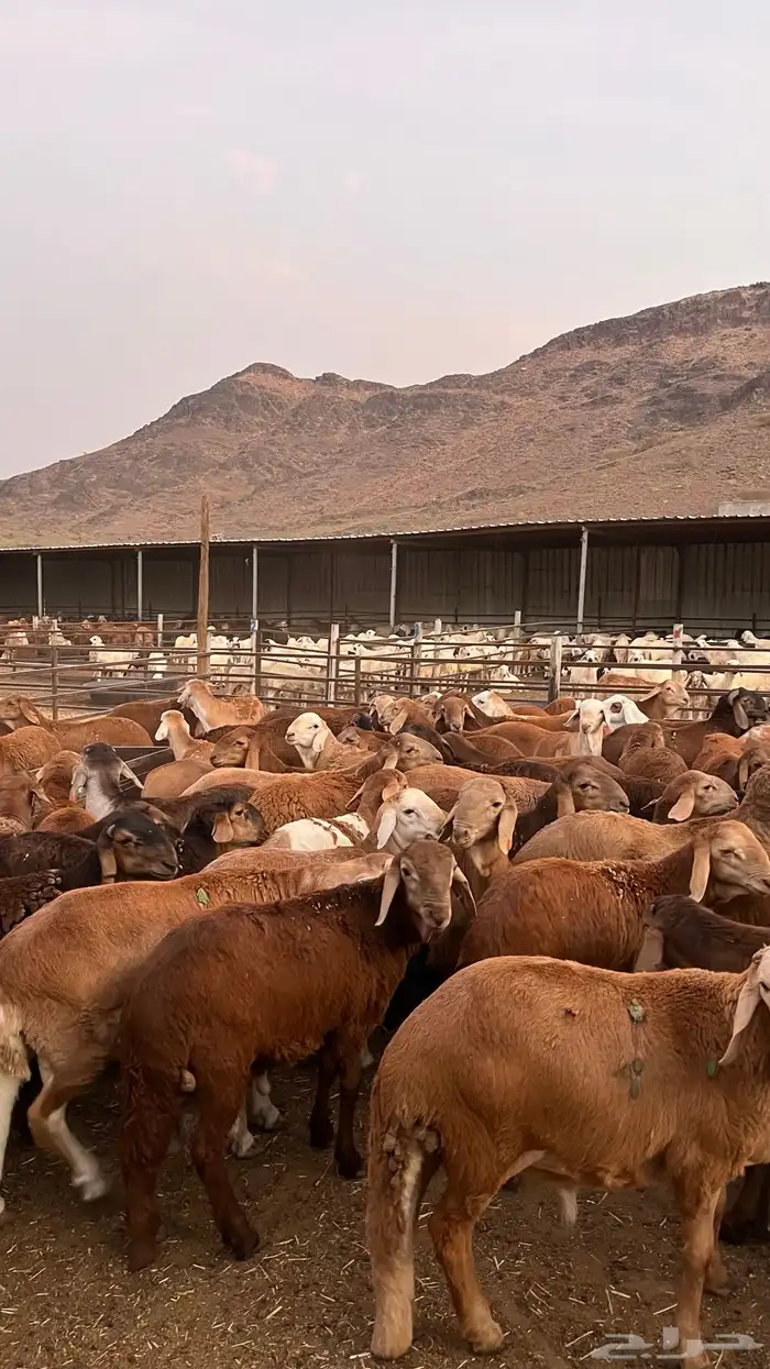 طليان سواكن حمري مرابى مناسبات زواجات ثلاجات 28