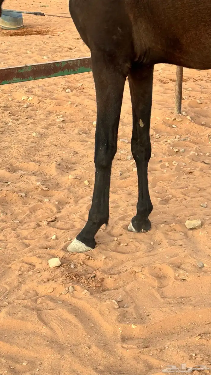 مهره انقليزيه 3