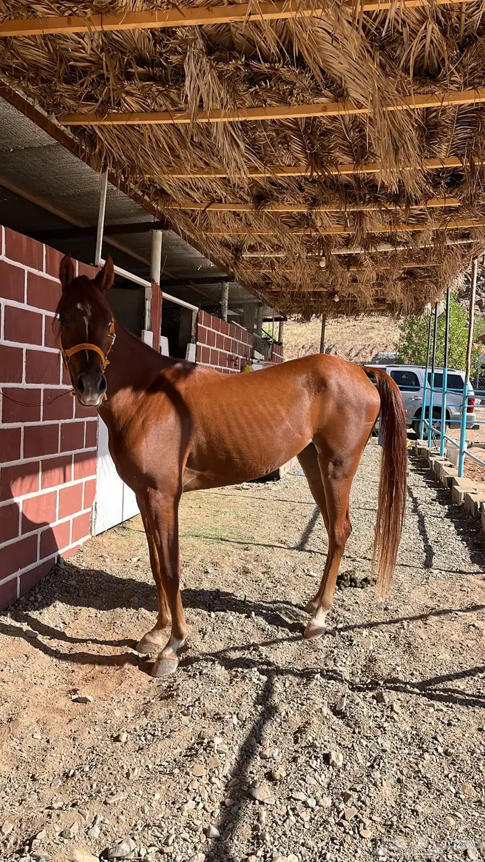 فرس شعبيه شيخهه 2