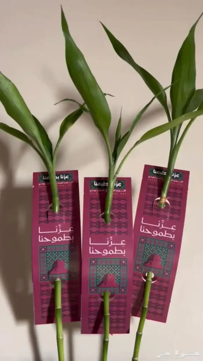 توزيعات 11