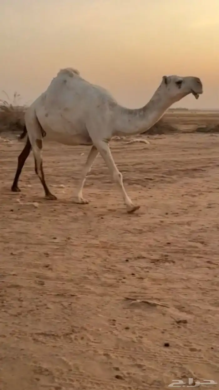 للبيع القحه الكفو 1