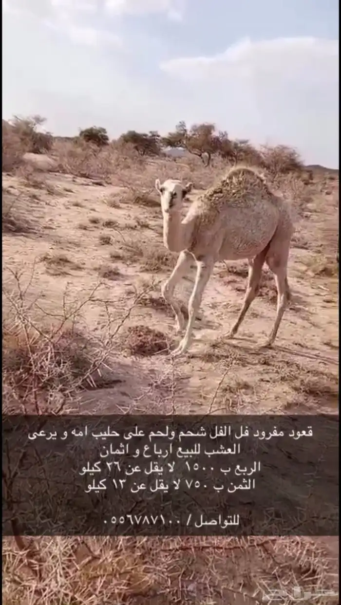 قعود لباني ارباع و اثمان 0