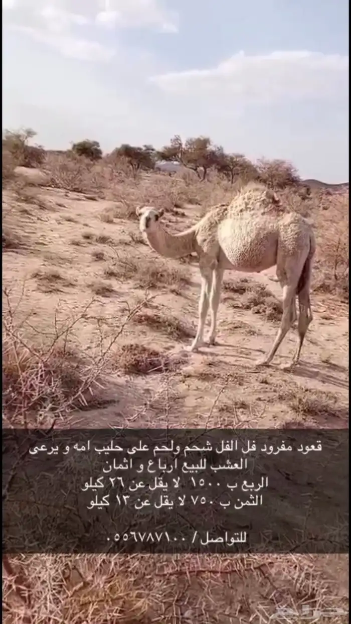 قعود لباني ارباع و اثمان 1