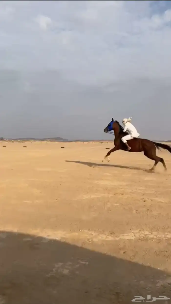 ماشاءالله للبيع فرس 2