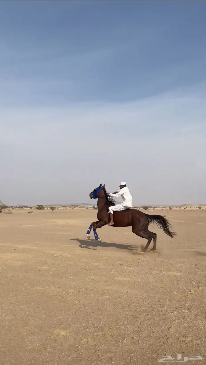 ماشاءالله للبيع فرس 4