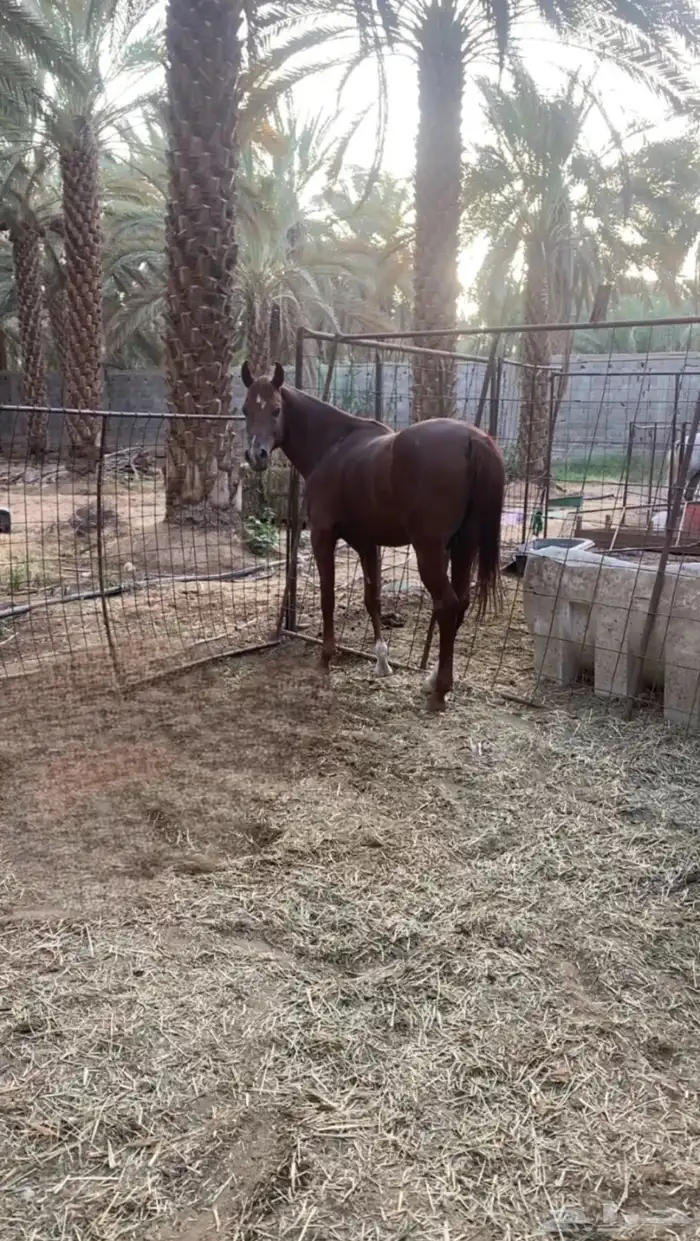 حصان عربي شعبي كفو جداا 0